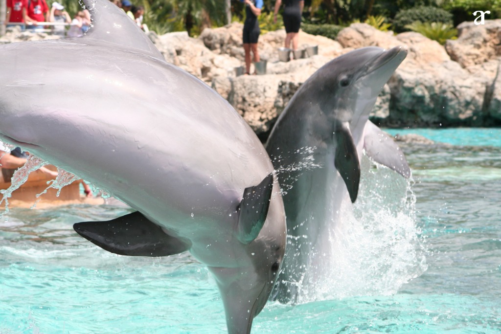 Discovery Cove (Orlando, Florida)